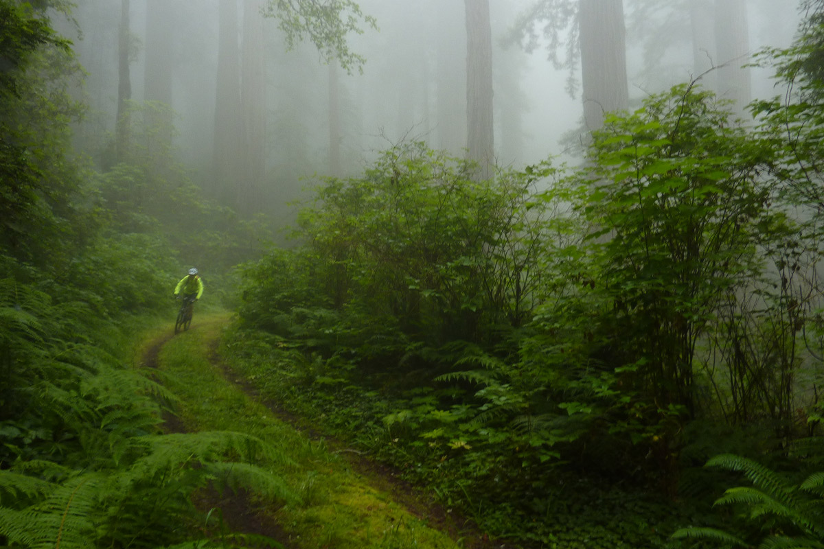 Redwood National Park Family Trip A biker in the thick forests of the Northwest.