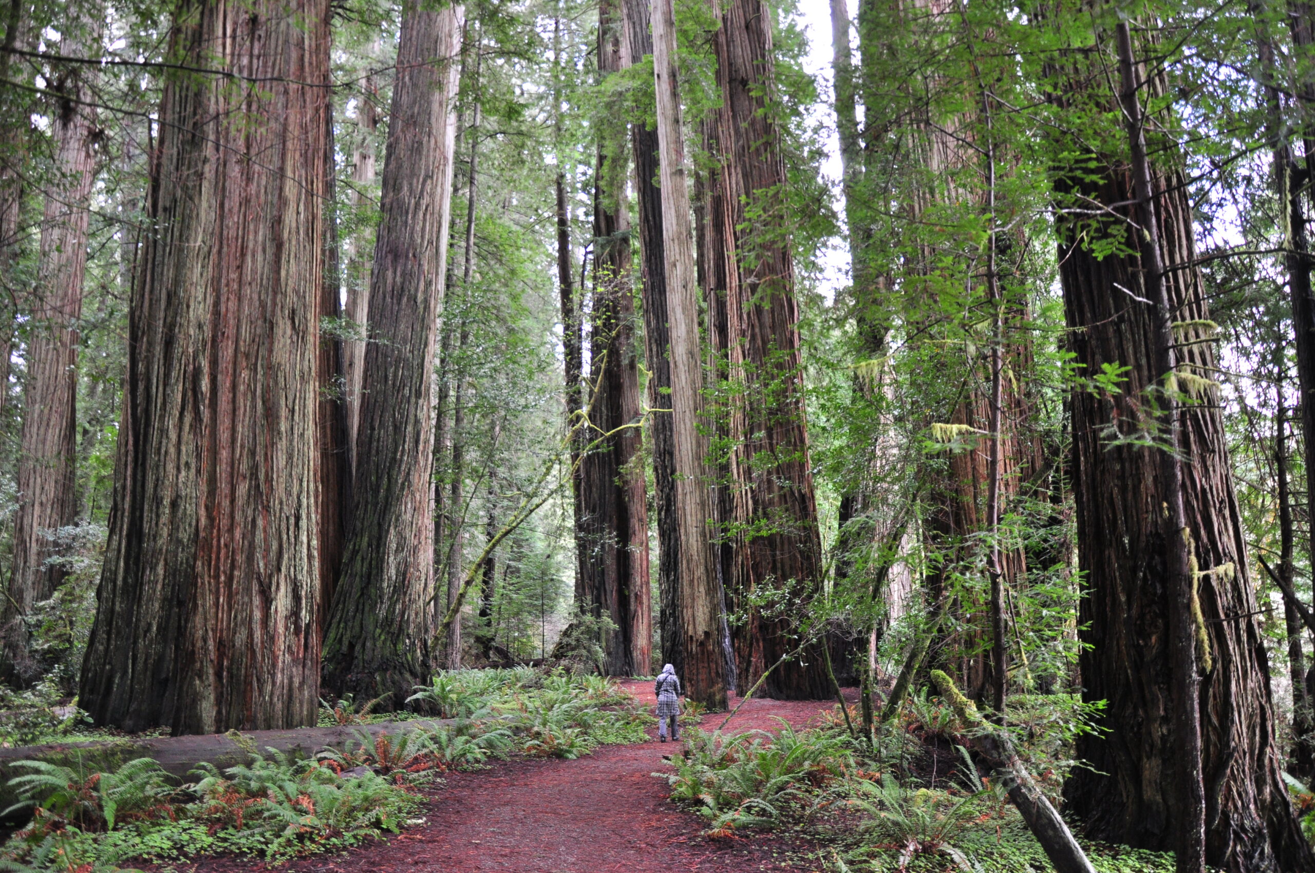 Redwood National Park Adventure Trip